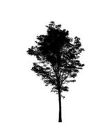 Isolated tree silhouette for brush on white background photo
