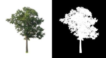 Tree isolated on white background with clipping path and alpha channel photo