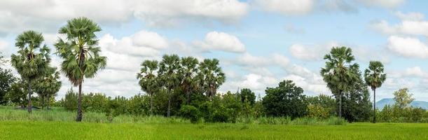el bosque de palma de azúcar está en los campos de arroz y campos de caña de azúcar.