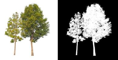 single tree with clipping path and alpha channel on black background photo