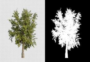 Tree isolated on transparent background with clipping path and alpha channel photo