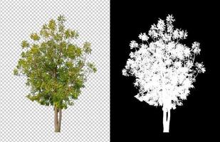 Tree isolated on transparent background with clipping path and alpha channel photo