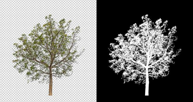 Tree isolated on transparent background with clipping path and alpha channel photo