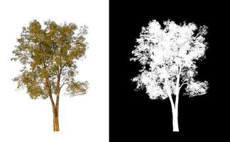 single tree with clipping path and alpha channel on black background photo