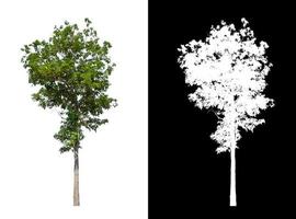 Tree isolated on white background with clipping path and alpha channel photo