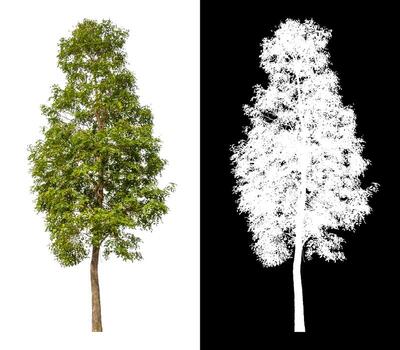 Tree isolated on white background with clipping path and alpha channel photo