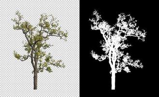 árbol aislado sobre fondo transparente con ruta de corte y canal alfa. foto