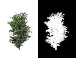 Tree isolated on white background with clipping path and alpha channel photo