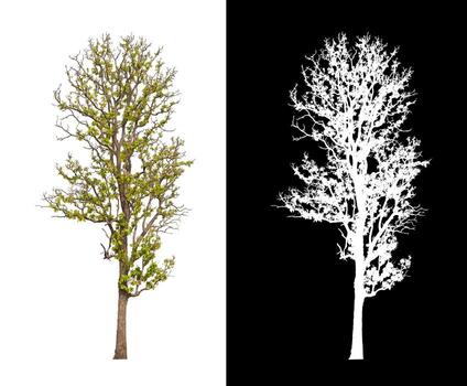 single tree with clipping path and alpha channel on black background photo