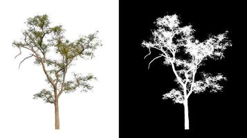 Tree isolated on a white background with clipping path and alpha channel photo