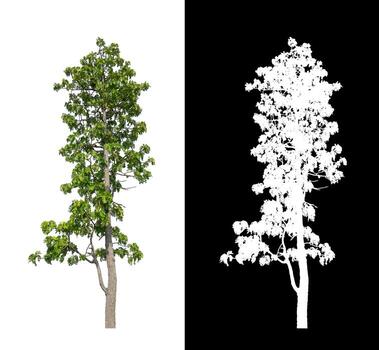 Tree isolated on white background with clipping path and alpha channel photo