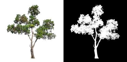 Tree isolated on white background with clipping path and alpha channel photo