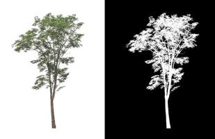 Tree isolated on white background with clipping path and alpha channel photo
