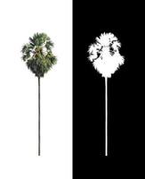 sugar palm that are isolated on a white background are suitable for both printing and web pages photo