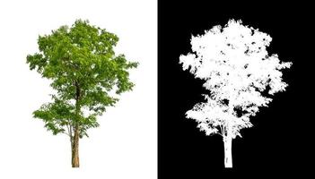 single tree with clipping path and alpha channel on black background photo