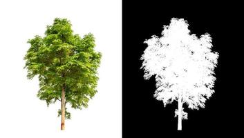 single tree with clipping path and alpha channel on black background photo