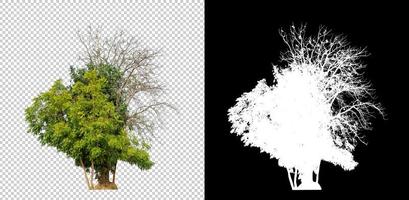 Tree isolated on transparent background with clipping path and alpha channel photo