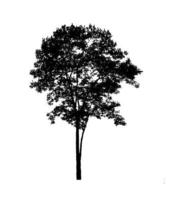 Tree silhouette for brush on white background photo