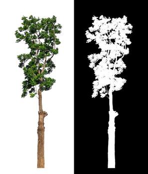 Tree isolated on a white background with clipping path and alpha channel photo