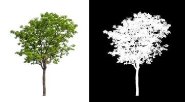 Tree isolated on a white background with clipping path and alpha channel photo