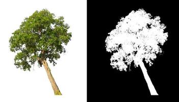 Tree isolated on a white background with clipping path and alpha channel photo