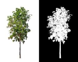 Tree isolated on white background with clipping path and alpha channel photo