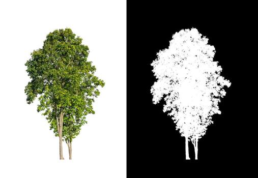 Trees isolated on white background with clipping path and alpha channel photo