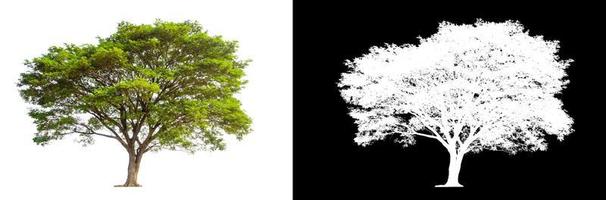 Tree isolated on white background with clipping path and alpha channel photo