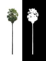 sugar palm that are isolated on a white background are suitable for both printing and web pages photo