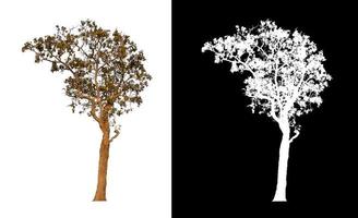 single tree with clipping path and alpha channel on black background photo