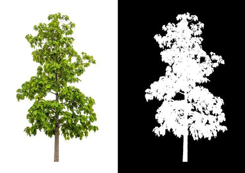 Tree isolated on a white background with clipping path and alpha channel photo