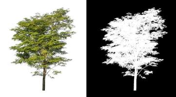 Tree isolated on a white background with clipping path and alpha channel photo