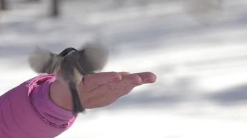 Footage of birds pecking seeds from human hands in winter forest. Concept of the International Day of Birds video