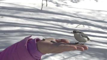 Nuthatch and titmouse birds in women's hand eats seeds, winter, slow motion video