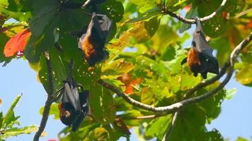 le renard volant de trois lyle pteropus lylei est suspendu à une branche d'arbre, au ralenti video