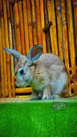 un conejo de color crema a rayas con un cuerpo pequeño y pequeño foto