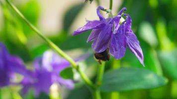 Bumblebee on a purple aquilegia flower video