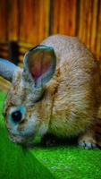 a striped cream colored rabbit with a small and petite body photo