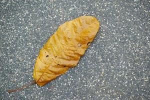 Dry brown leaf on wooden background photo