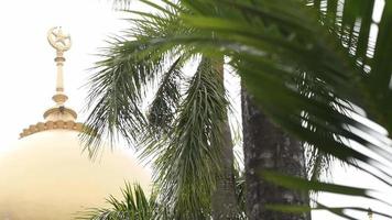 palma alberi e lun e stella su superiore di cupola video