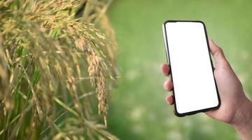 teléfono móvil inteligente que tiene una pantalla táctil en blanco en la mano de un agricultor de arroz, concepto para usar un teléfono inteligente con arroz en línea o cultivo de cultivos y verificación de información de comercio de arroz. foto