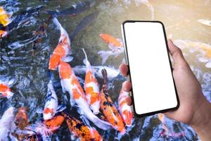 White touch screen mobile phone in hand which blurred a group of KOI fish or crap fish which swimming in a small pond background, concept for KOI or crap fish learning, taking photo and searching.