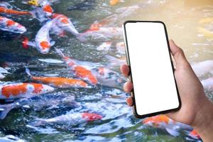 White touch screen mobile phone in hand which blurred a group of KOI fish or crap fish which swimming in a small pond background, concept for KOI or crap fish learning, taking photo and searching.