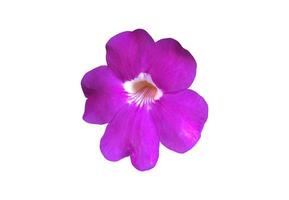 aislado violeta trompeta vid l aurel clockvine flor con trazados de recorte. foto