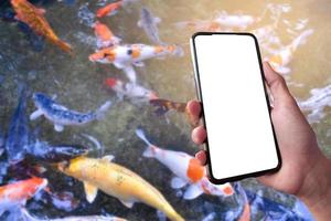 White touch screen mobile phone in hand which blurred a group of KOI fish or crap fish which swimming in a small pond background, concept for KOI or crap fish learning, taking photo and searching.