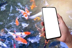 White touch screen mobile phone in hand which blurred a group of KOI fish or crap fish which swimming in a small pond background, concept for KOI or crap fish learning, taking photo and searching.