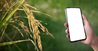 Smart mobile phone which has blank touchscreen holding in hand of rice farmer, concept for using smartphone with online rice or crops growing and rice trading information checking. photo