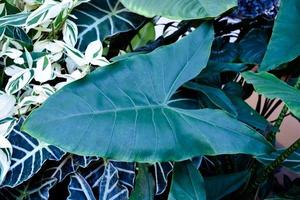 Clumps or bushes of black elephant ear trees in the rainforests. Soft and selective focus. photo