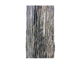 Isolated teak bark skin and teak bark surface on white backgrouhd, clipping paths. photo