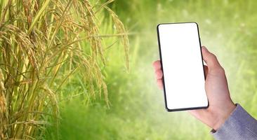 Smart mobile phone which has blank touchscreen holding in hand of rice farmer, concept for using smartphone with online rice or crops growing and rice trading information checking. photo